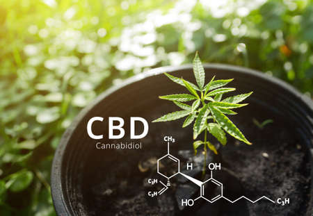 Cannabidiol (CBD) molecule formula with Marijuana background, Cannabis sativa leaves.の写真素材