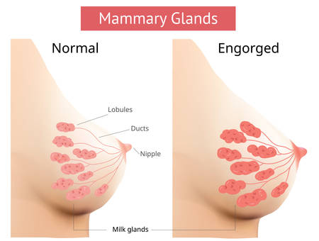 Mammary gland, Non-Lactating and Engorged breast, Female breast Anatomy, illustration Vector.のイラスト素材
