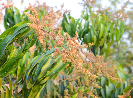 Mango flower, A branch of inflorescence