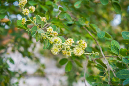 Manila tamarind flower and pollen - Pithecellobium dulce Benth