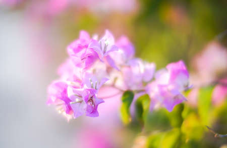 Pink Bougainvillea flowers in garden, full bloom, Closeup, Soft Dreaming looks