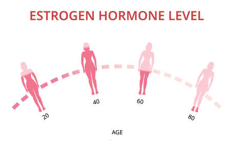 Estrogen hormone levels chart, menopause, infographic vectorのイラスト素材