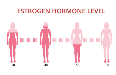 Estrogen hormone levels chart, menopause, infographic vector