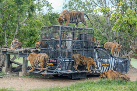Bangkok, Thailand - Jun 4, 2022 : Feeding of Tiger at Safari World Open Zoo in Bangkok, Thailandのeditorial素材