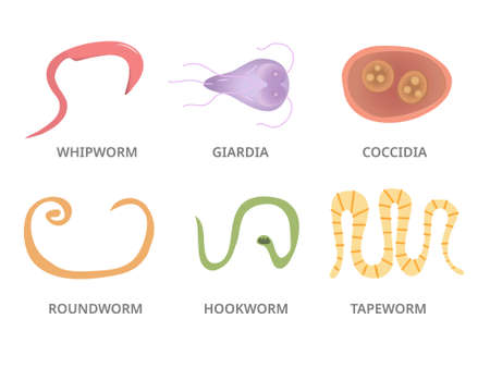 Vector Illustration of a Human Parasites, hookworm whipworm tapeworm coccidiaのイラスト素材