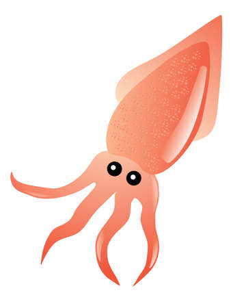 Squid drawing, fresh sea food on white background. Vector illustration.のイラスト素材