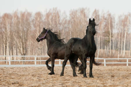 black friesian horsesの写真素材