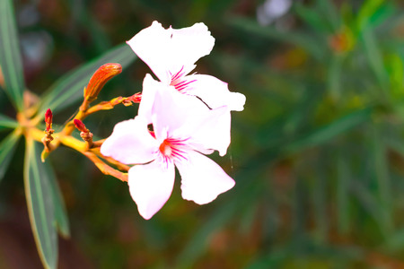 BEAUTIFUL PINK FLOWER  HANGING ON TREE BRANCHの写真素材