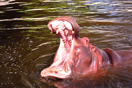 HIPPOPOTAMUS IN WATERの写真素材