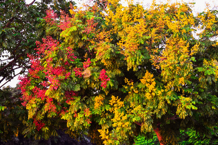 COLORFUL TREE IN SUMMERSの写真素材