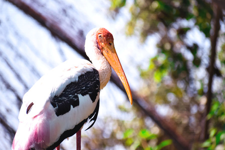 BIRD WITH LONG BEAK SITTING ON A BRANCH OF A TREEの写真素材