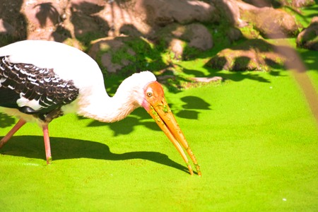 BEAUTIFUL WHITE BIRD WITH LONG BEAKの写真素材