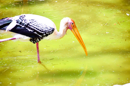 BIRD WITH LONG BEAK IN WATERの写真素材