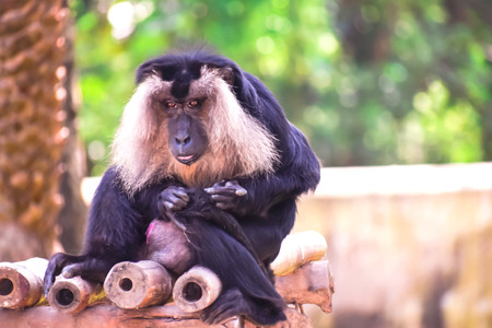 BLACK MONKEY WITH WHITE HAIRS SITTING ON A BAMBOOの写真素材