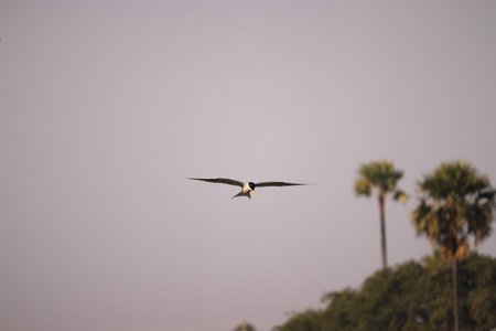 Bird flying on the river, searching for food