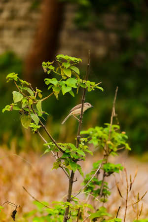 Bird sitting on the tree