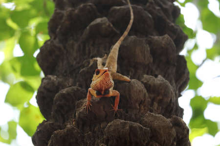 Agamid lizard on the treeの写真素材