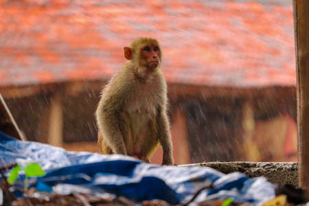 Monkey sitting on the wall  , Rhesus Macaque Monkeyの写真素材