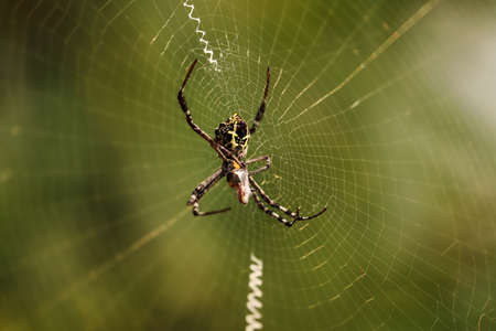 Spider on the web