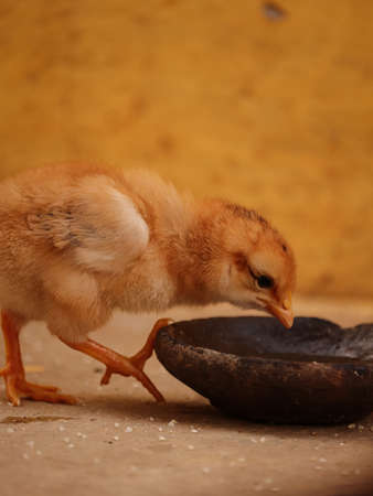 Closeup photograph of one day old chickensの写真素材