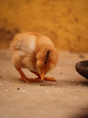 Closeup photograph of one day old chickensの写真素材