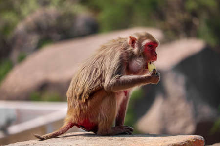 Mother and Baby , monkey eating banana , Rhesus macaque monkeyの写真素材