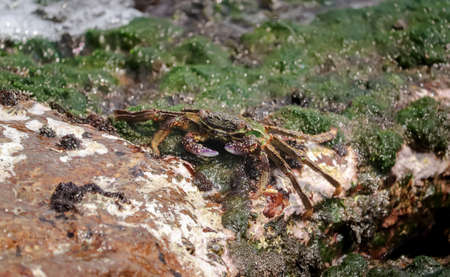 Photo of the crab , crab at ocean end on rocks , ocean sound