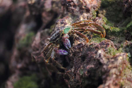 Photo of the Crab , Crab at the ocean end on rocks , Ocean soundの写真素材