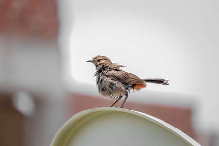 Bird sitting on the rod , Nature backgroundの写真素材