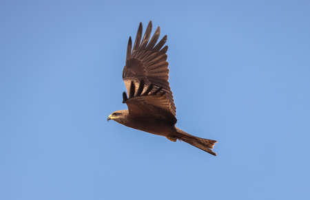 Eagle flying on the sky , hunting fish at ocean end