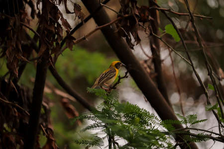 Bird sitting on the tree branch , birds photographyの写真素材