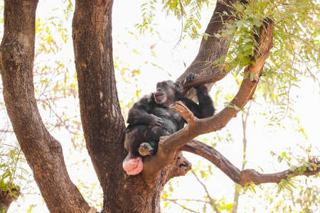 Monkey sitting on the treeの写真素材