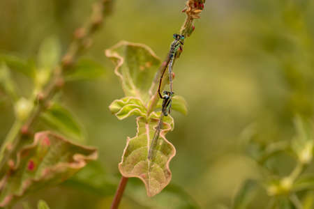 Dragonfly Sitting On Branchの写真素材