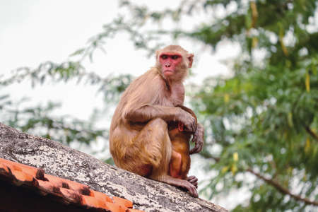 Monkey sitting on the wall , Rhesus Macaque monkeyの写真素材