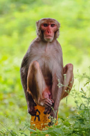 Monkey sitting on the wall , Rhesus macaque monkey