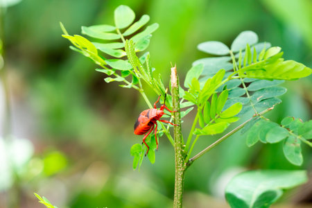 Asian firebug (Pyrrhocoridae) climbing a treeの写真素材