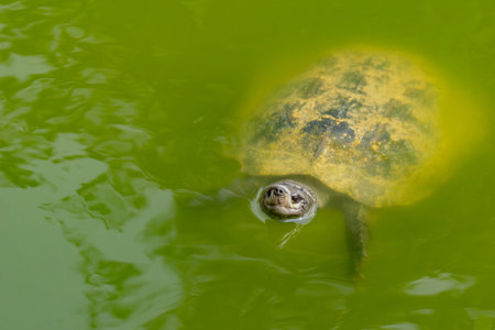 Macro shot of a turtle swimming in a pond filled with green water. The turtle is partially visible. It is looking upwards. The head is above the water, where the body is under the water.の写真素材