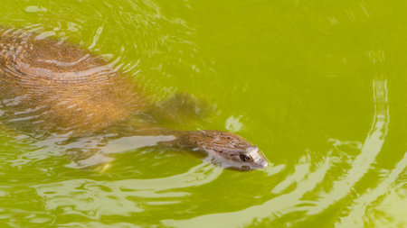 Macro shot of a turtle swimming in a pond filled with green water. The turtle is partially visible. It is looking upwards. The head is above the water, where the body is under the water.の写真素材
