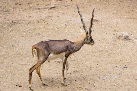 Horned Blackbuck (scientific name: Antelope cervicapra) walking on the dry ground in the forest.の写真素材