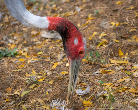 Portrait of male Sarus Crane eating from the ground. The Sarus Crane (Grus Antigone) is the tallest flying bird. The photo was taken in the daytime.の写真素材