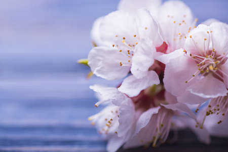 Spring blossom flowers apricot on wooden backgroundの写真素材