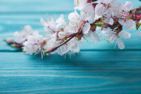 Spring blossom flowers apricot on wooden backgroundの写真素材