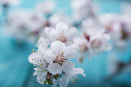 Spring blossom flowers apricot on wooden backgroundの写真素材