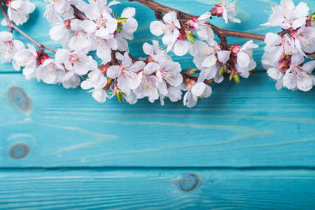 Spring blossom flowers apricot on wooden backgroundの写真素材
