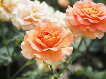 Orange blossom in full bloom rosesの写真素材