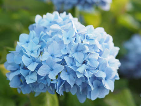 Full bloom blue hydrangeaの写真素材