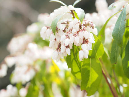 Pieris bloom in full bloomの写真素材