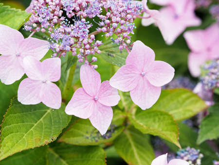 Hydrangea which is blooming beautifullyの写真素材