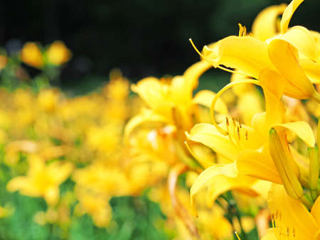 Yellow flowers blooming beautifully
