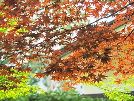 A beautiful maple landscape